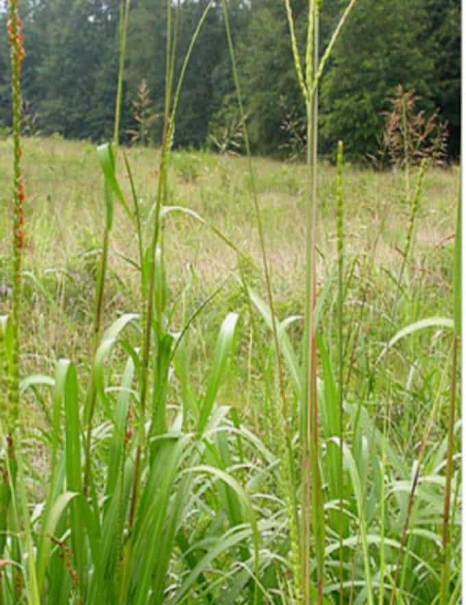 Eastern Gamagrass growing in a field